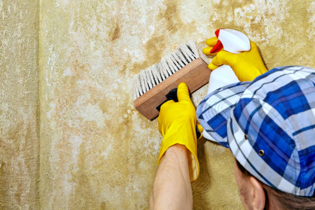 Best Industrial Mold Remediation  in Farmington, UT