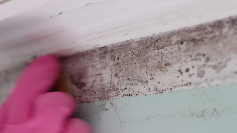 Best Industrial Mold Remediation  in Farmington, UT